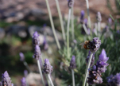 Bee on a lavender flower. Photo by Chelsey Klimowicz.