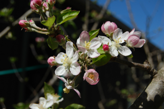 apple blossom