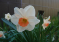 Peach and white daffodils. Photo by Chelsey Klimowicz.