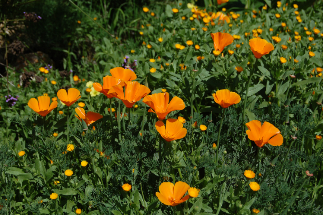 poppies in a field