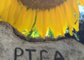 Sunflower with a wooden PICA sign in the foreground.